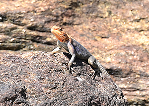 Agama lionotus lionotus